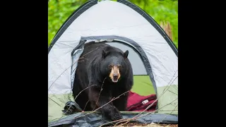 This Bear Attacked and Ate Patrick Madura While He Slept In His Tent