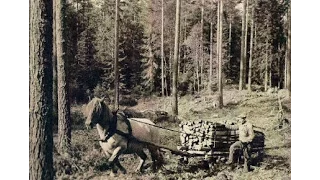 Hjul i skogen (1951)