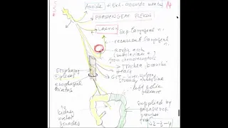 04 Cranial nerves II - Doc. RNDr. Pavel Fiala, CSc.