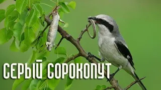 The daring predator is the great gray shrike  (Lanius excubitor)