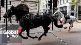 "Surreal": Panicked UK military horses charge down London streets