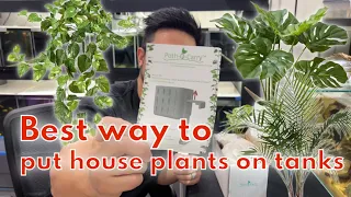 How to hang houseplants/pothos on your aquariums