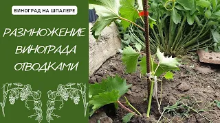 Размножение винограда отводками. Отводка зеленым побегом от материнского куста.