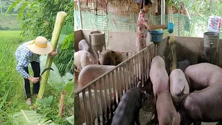 Chop bananas for pigs to eat.  Commercial pig care.  (Episode 35).