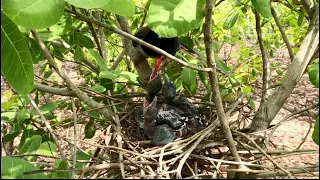 Mother of Red Billed Blue Magpies Love babies #Channel TRCAM Birds You Welcome #please watch videos#