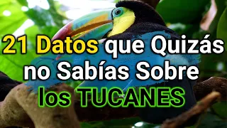 Una de las 𝐀𝐕𝐄𝐒 más 𝐇𝐄𝐑𝐌𝐎𝐒𝐀𝐒 que 𝐄𝐱𝐢𝐬𝐭𝐞𝐧 - ¿Cómo Viven los 𝑻𝒖𝒄𝒂𝒏𝒆𝒔? 🐦