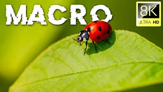 Nature in Macro | Collection in 8K ULTRA HD (60 FPS) | Satisfying Film With Relaxation Music | 02