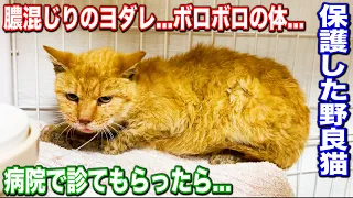 ヨダレを垂らしたボロボロな保護した野良猫を病院で診てもらったら... #猫 #保護猫 #cat