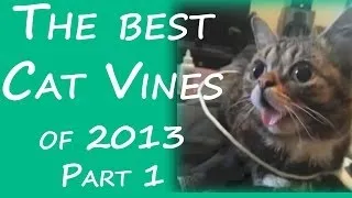 The Best Funniest & Cutest Cat Vines of 2013!! MUST WATCH Part 1