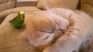 Волнистый попугай мешает котику спать  (часть 2). Смешные животные.