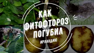 Фитофтороз и Великий картофельный голод | Агрофитнес
