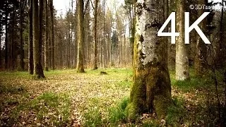 4K Video, UHD: MARCH FOREST WALK