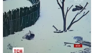 У китайському зооцентрі зафільмували реакцію гігантської панди на перший сніг
