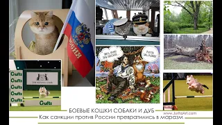 БОЕВЫЕ КОШКИ СОБАКИ - санкции против России маразм / Banned Russian cats and dogs - March 2022
