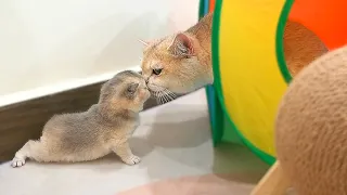 Mother cat and baby kitten talked to each other, the hungry kitten meowed for mom cat to feed him