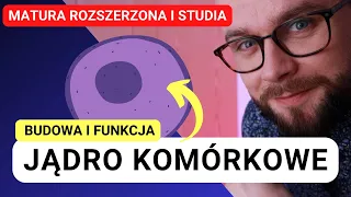 Budowa jądra komórkowego i jego funkcja