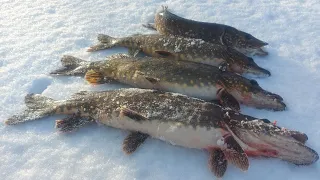 Жерлицы стреляют одна за одной, Зимняя рыбалка на Щуку