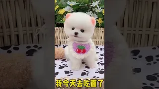 Tik Tok Chó Phốc Sóc Mini 😍 Funny and Cute Pomeranian #209