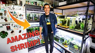 He Turned His Kitchen into a SHRIMP BREEDING ROOM!