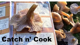 Edible Mushroom I.D. Series (Vid#4): Yellowfoot/ Winter Chanterelle