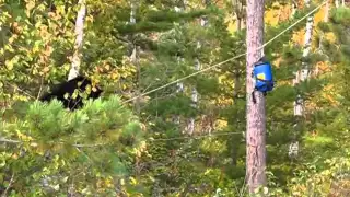 Black Bear Encounter on Knife Lake