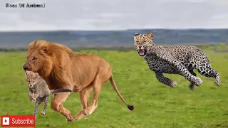 Epic battle of Animal 2019 - Mother Cheetah try rescues the Cubs from Lion | Hyena vs Wild dog, Lion