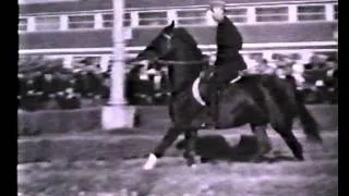 БРАСЛЕТ. Braslet - Orlov-Rostopchin stallion in 1939