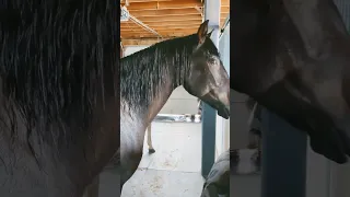 sometimes the horses just want to eat grass even if it's raining