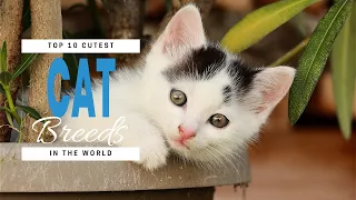 Top 10 Cutest Cat Breeds In The World I 10 Most Beautiful Cats in the World