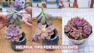 Useful Tips For Your Succulents|  多肉植物| 다육이들 | Suculentas