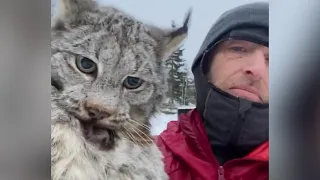 Farmer lectures a lynx after it attacked his chicken coop in British Columbia