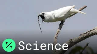 White Bellbird: Listen to the World's Loudest Bird