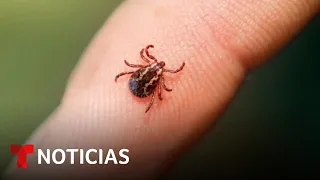 De esto se trata la alerta por las picaduras de garrapatas | Noticias Telemundo