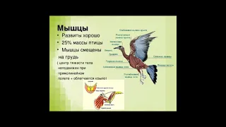Урок биологии на тему: Класс птицы.