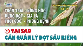 APN - TRẢ LỜI CÂU HỎI LIVESTREAM KỲ 19 | TẠI SAO CẦN QUẢN LÝ ĐỌT SẦU RIÊNG?