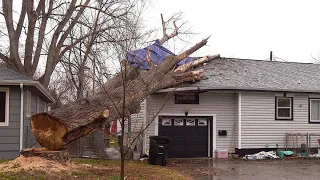 Dangerous Idiots Tree Felling With Chainsaw, Heavy Tree Removal Fails Falling On Houses