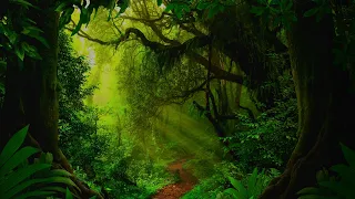 Free Forest Background 1