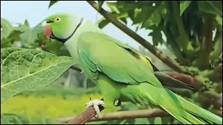 Alexander parrot sound  video #alexanderparrot
