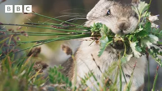 Snack-stealing pika is just too CUTE 😍 | Mammals - BBC