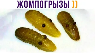 ЖОМПОГРЫЗЫ))) Приколы | Мемозг 774