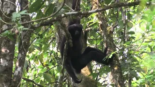 Skywalker Gibbon!!! Distinguished by Less Prominent White Eyebrows.