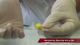 Постановка внутривенного катетера животным