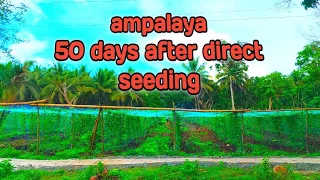 ampalaya farming: 50 days after direct seeding