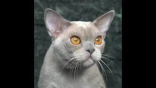 Veniamin DeLaTur,  мальчик лилового окраса ,порода Европейская Бурманская кошка.