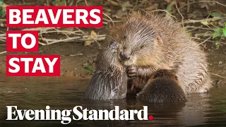 England's first wild beavers in 400 years allowed to stay in Devon's River Otter