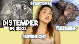DISTEMPER VIRUS in Dogs (symptoms, treatment & prevention) | Arah Virtucio