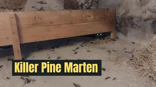 Ep 149 | The Pine Marten killed every chicken in the coup  | From French Chateau to Farmhouse