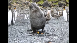 Fat Seal Absolutely Dominates Young Penguin | Live And In Colour