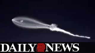 SpaceX rocket launch sparks rumors of alien takeover