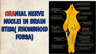 Cranial Nerve Nuclei In Brain Stem( RHOMBOID FOSSA)
